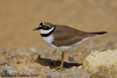 Little Ringed Plover (Charadrius dubius), male