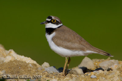 Little Ringed Plover (Charadrius dubius), male