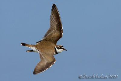 Little Ringed Plover (Charadrius dubius), male