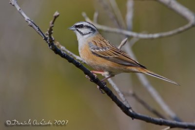 Rock Bunting (Emberiza cia)