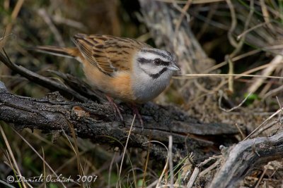 Rock Bunting (Emberiza cia)