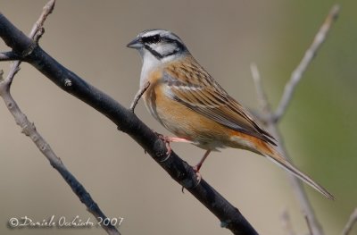 Rock Bunting (Emberiza cia)