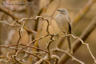 Arabian Babbler (Turdoides squamiceps)