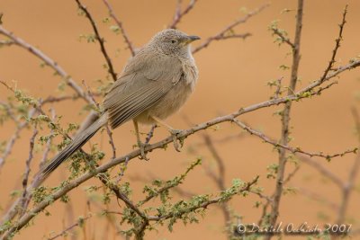 Arabian Babbler (Turdoides squamiceps)