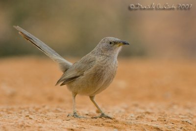 Arabian Babbler (Turdoides squamiceps)