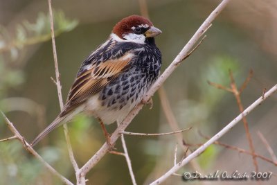 Spanish Sparrow (Passer hispaniolensis)