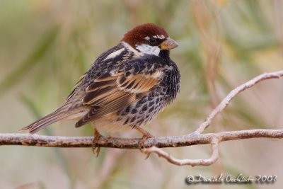 Spanish Sparrow (Passer hispaniolensis)