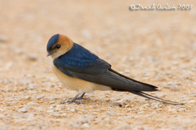 Red-rumped Swallow (Hirundo daurica)