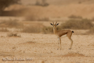 Dorcas Gazelle (Gazella dorcas)