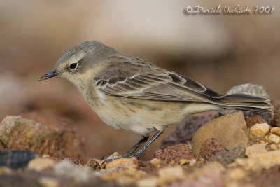 Water Pipit (Anthus spinoletta ssp coutellii)