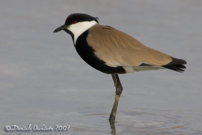 Spur-winged Plover (Vanellus spinosus)