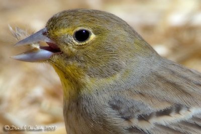 Cinereus Bunting (Emberiza cineracea ssp cineracea)