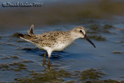 Broad-billed Sandpiper (Limicola falcinellus)