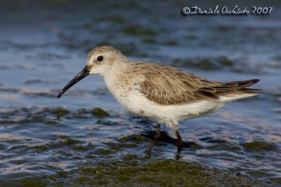 Curlew Sandpiper (Calidris ferruginea)