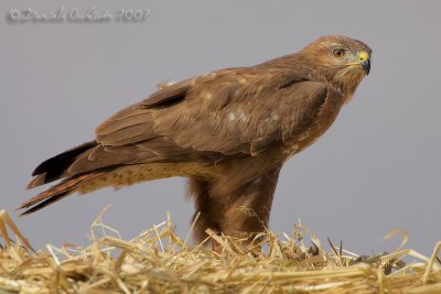 Steppe Buzzard (Buteo buteo ssp vulpinus)