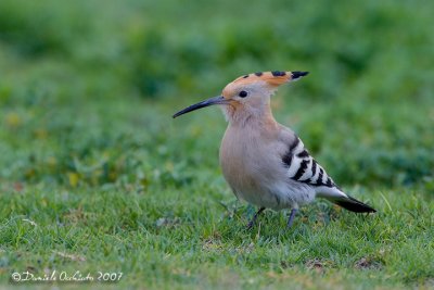 Hoopoe (Upupa epops)