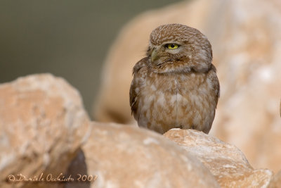 Little Owl (Athene noctua, ssp?)