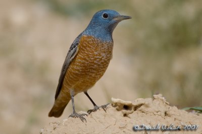 Rock Thrush (Monticola saxatilis)