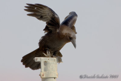 Brown-necked Raven (Corvus ruficollis)