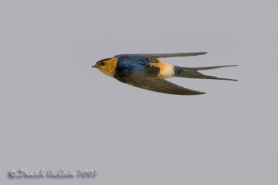 Red-rumped Swallow (Hirundo daurica) - CROP 50%