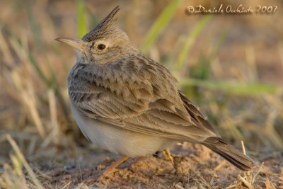 Crested Lark (Galerida cristata)