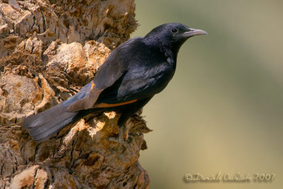 Tristram's Starling (Onychognathus tristramii)