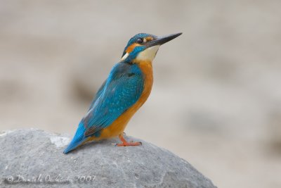 Kingfisher (Alcedo atthis)