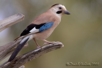 Jay (Garrulus glandarius ssp atricapillus)