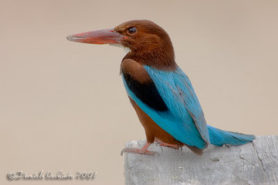 White-breasted Kingfisher (Halcyon smyrnensis)