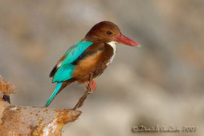 White-breasted Kingfisher (Halcyon smyrnensis)