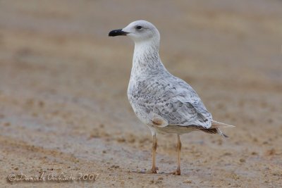 Armenian Gull (Larus armenicus)