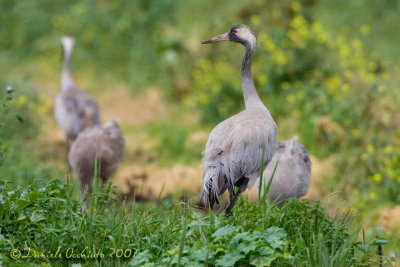 Common Crane (Grus grus)