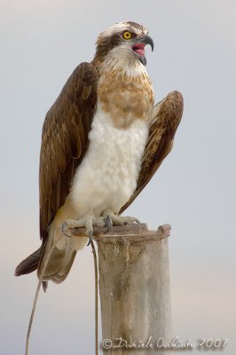 Osprey (Pandion haliaetus)