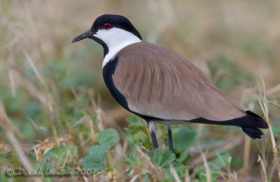 Spur-winged Plover (Vanellus spinosus)