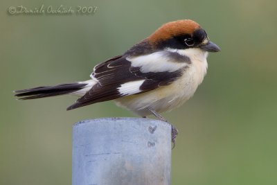 Woodchat Shrike (Lanius senator)