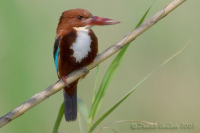 White-breasted Kingfisher (Alcyon smyrnensis)