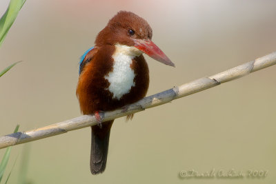 White-breasted Kingfisher (Alcyon smyrnensis)