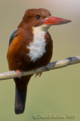 White-breasted Kingfisher (Alcyon smyrnensis)