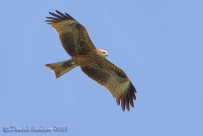 Black Kite (Milvus migrans)