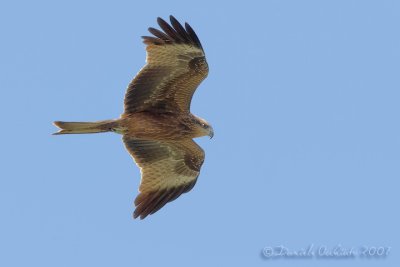 Black Kite (Milvus migrans)