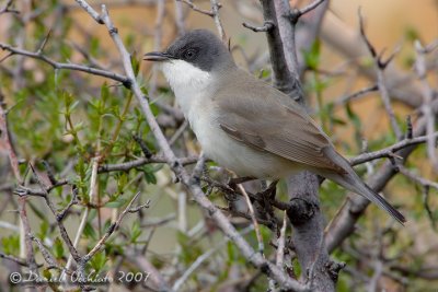 Eastern Orphean Warbler (Sylvia hortensis ssp crassirostris)