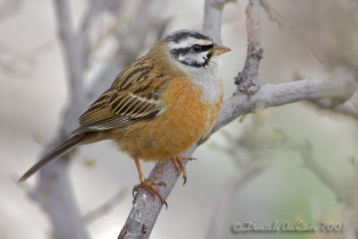 Rock Bunting (Emberiza cia)