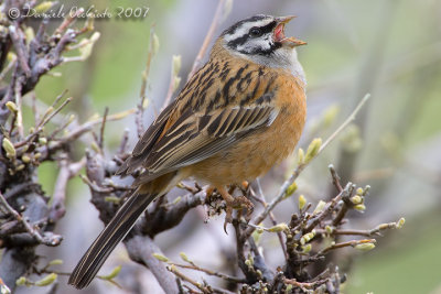 Rock Bunting (Emberiza cia)