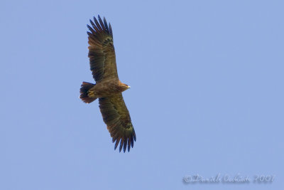 Lesser Spotted Eagle (Aquila pomarina) - Crop 50%