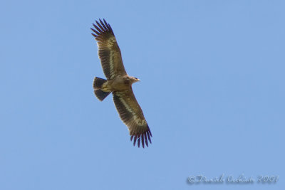 Steppe Eagle (Aquila nipalensis) - Crop 50%