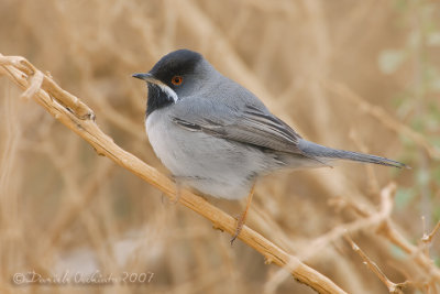 Ruppell's Warbler (Sylvia rueppelli)