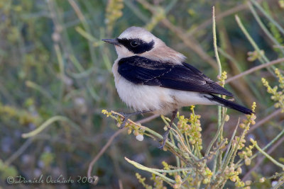 Eastern Black-eared Wheatear (Oenanthe hispanica ssp melanolueuca)