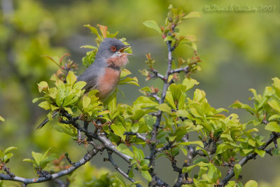 Moltoni's Warbler (Sylvia subalpina)