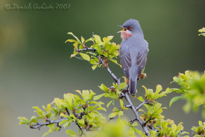 Moltoni's Warbler (Sylvia subalpina)