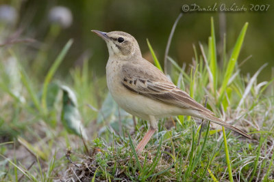 Tawny Pipit (Anthus campestris)